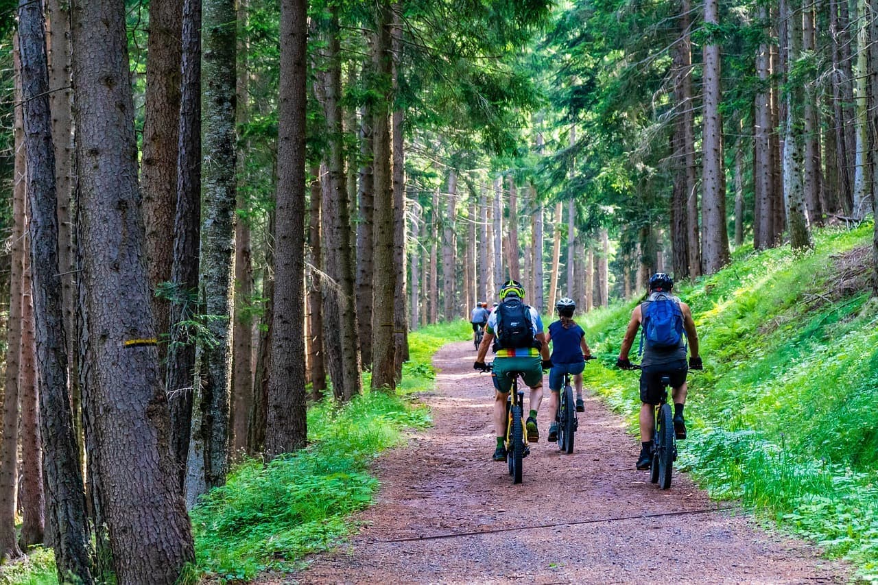 Cycling the Forest