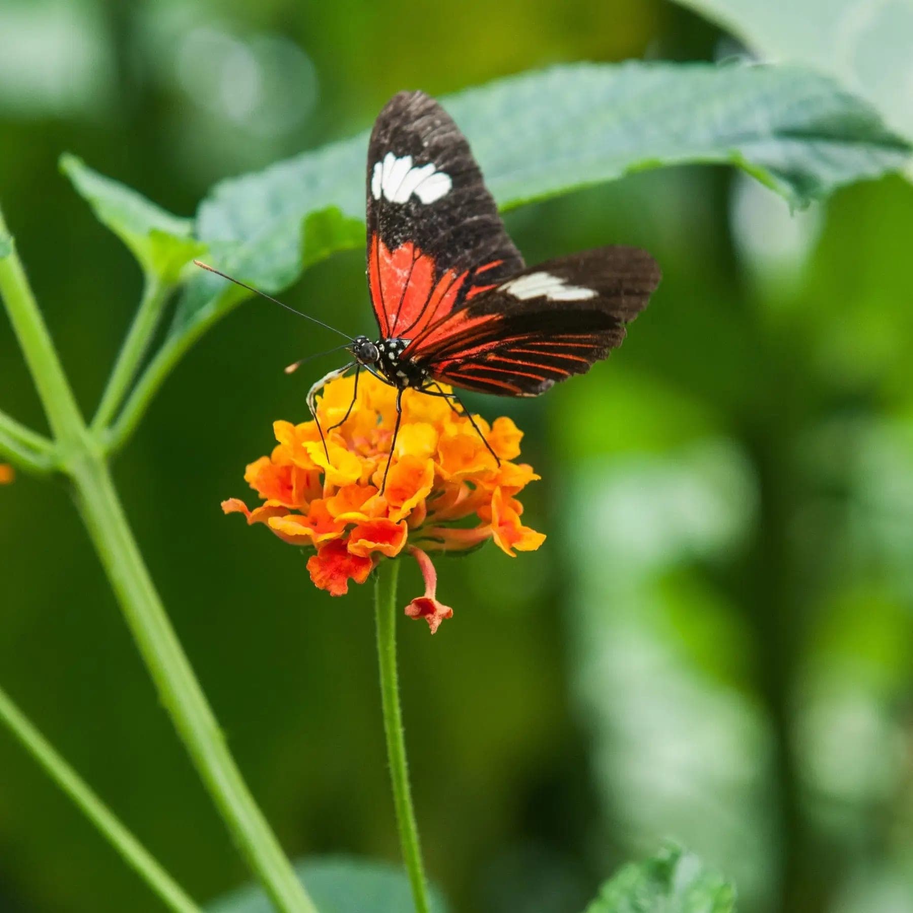 Wye Valley Butterfly Zoo